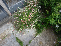 Swimbridge Open Gardens 2016